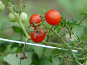 Berry tomatoes